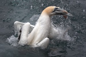 Gannets fighting over a fish