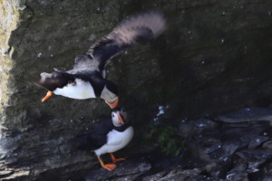 Puffins were flying and landing relatively safely at Noup Head 