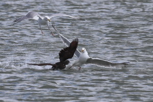 Eider female fighting a gull