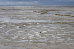 Wadden sea at low tide
