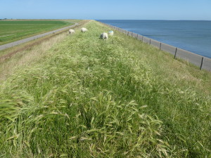 Dike protecting the low-lying land from the sea